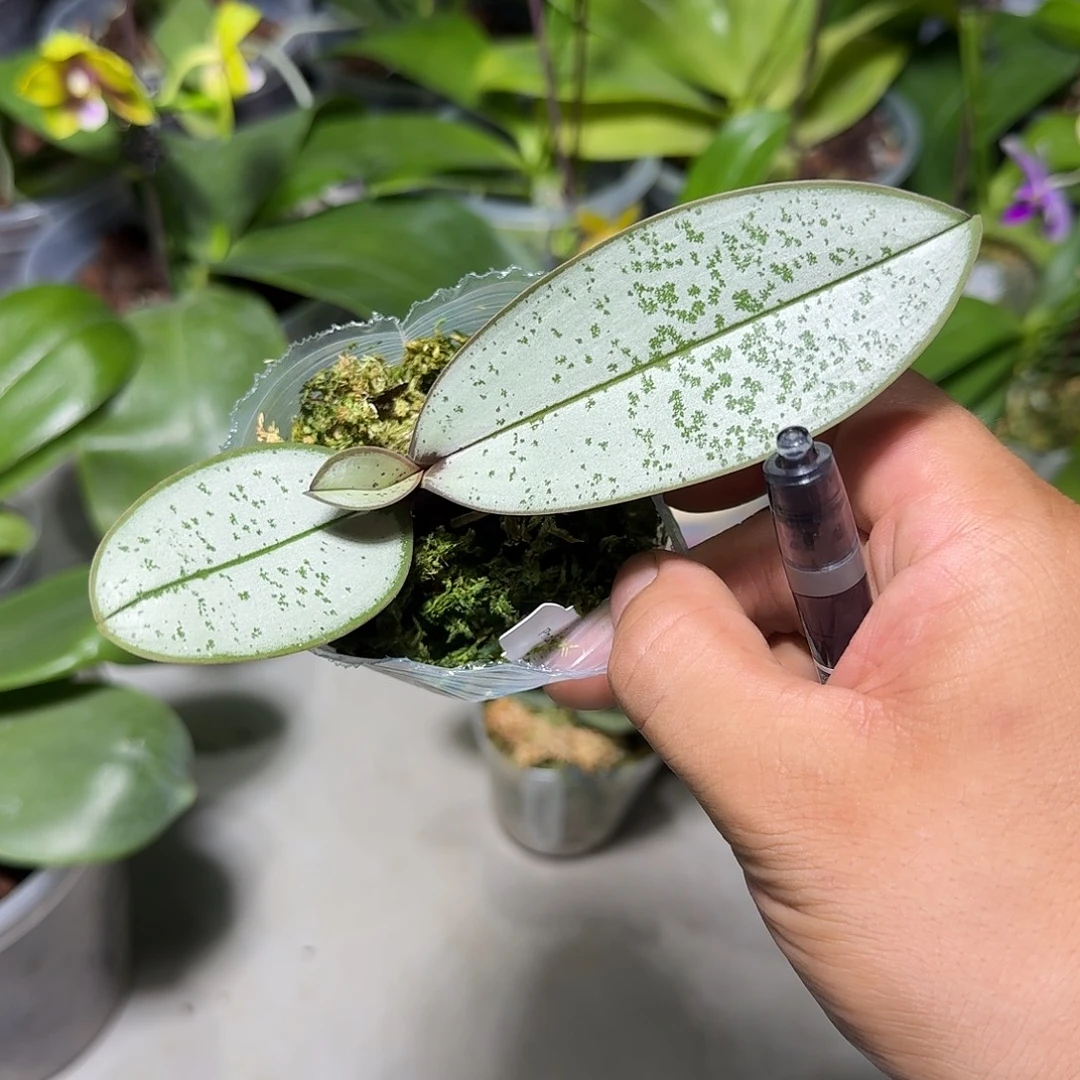 草****大部分花苞少量开放