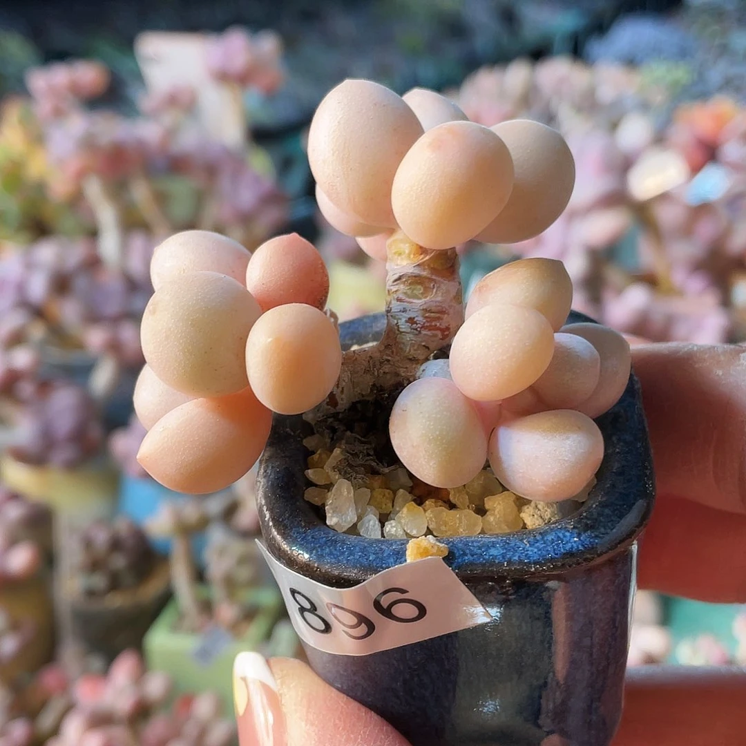 梦**境多肉植物的生长发育与生长发育的