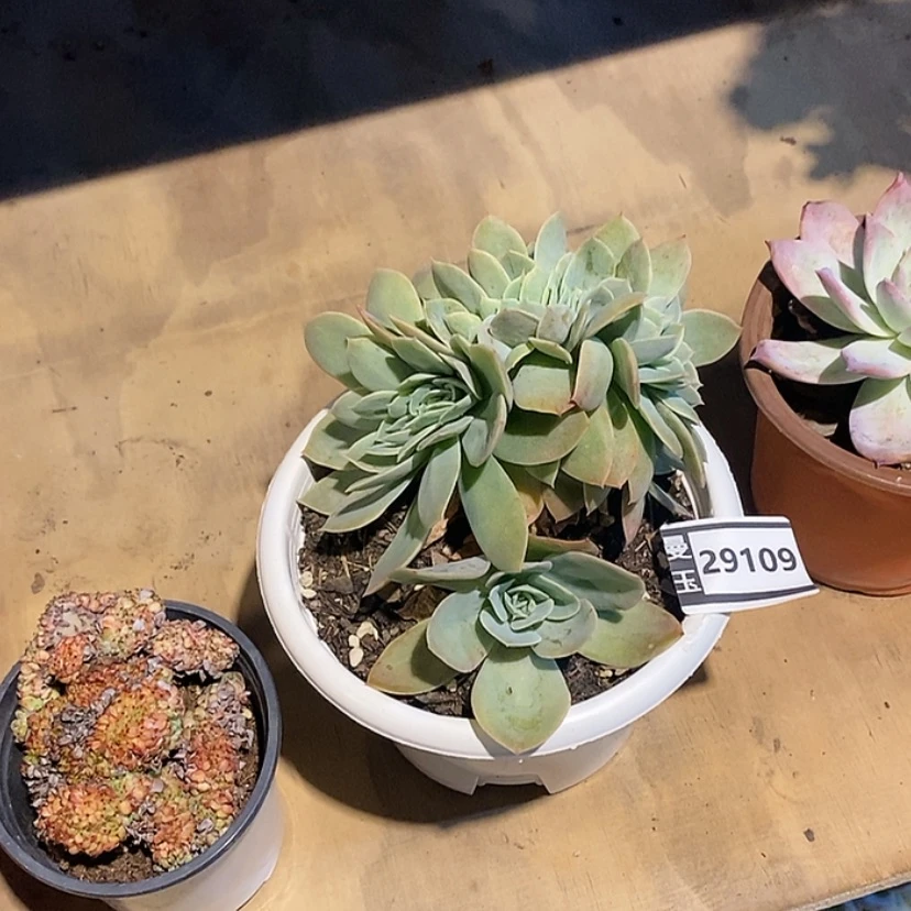 【闪购商品】星娜塔缀29109