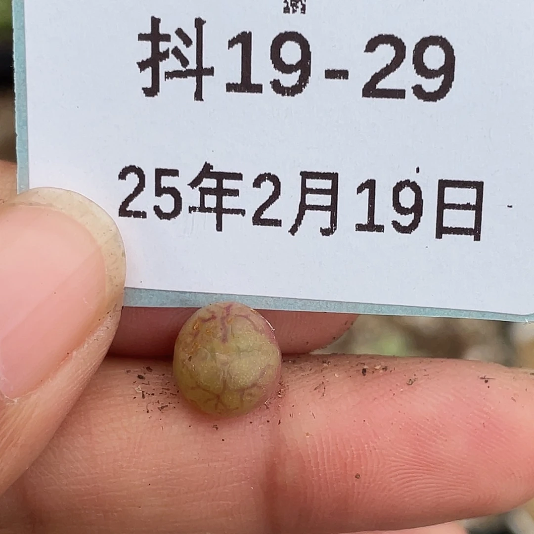 19-29小毛杂多肉植物