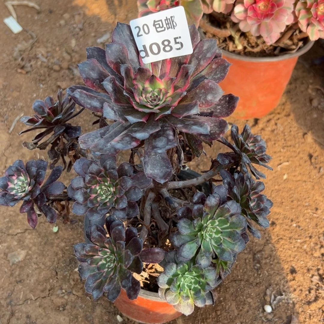 085红金刚，满20包邮