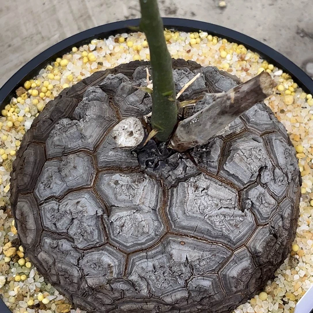 潮流植物精品黑皮南非龟，1017