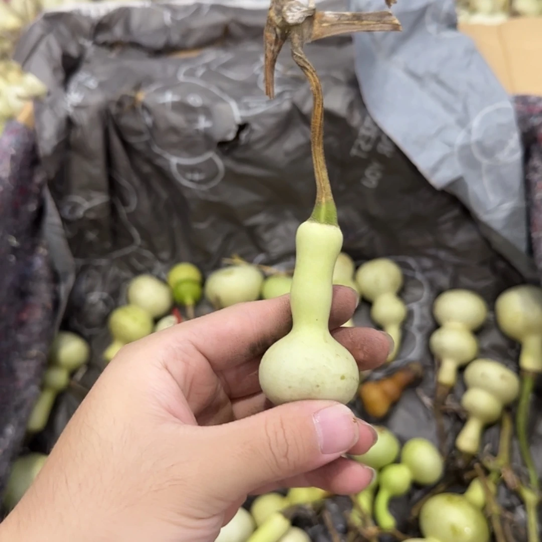 余***思葫芦青皮不包成 提前看好