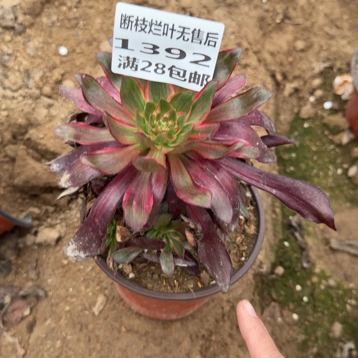 1392三号棚巫毒红拉丝A