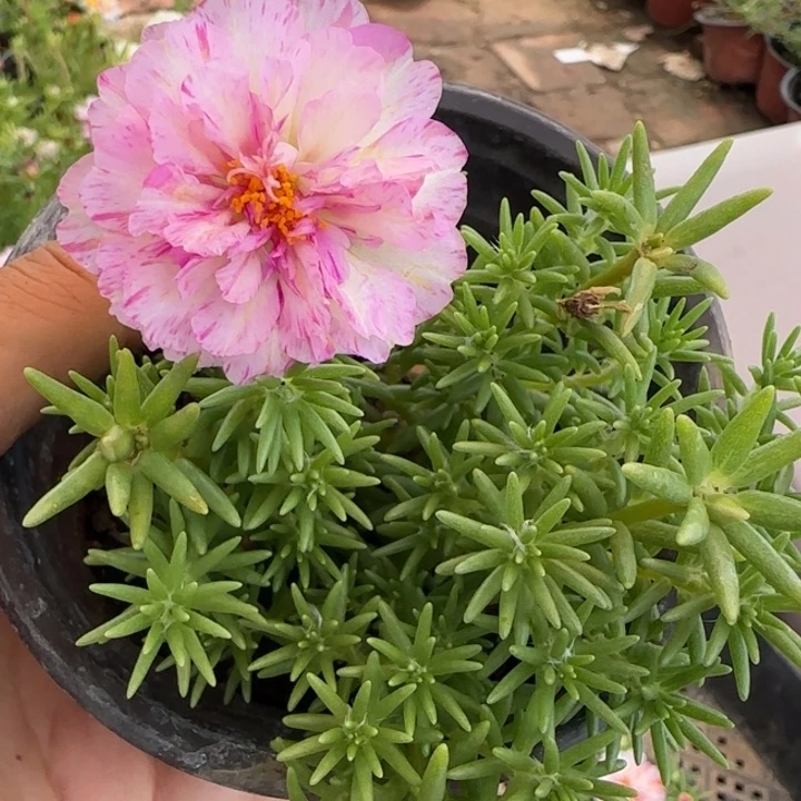 当前无花朵，栽培后可花朵量拍矮墩墩重粉蝶超小苗盆口10cm