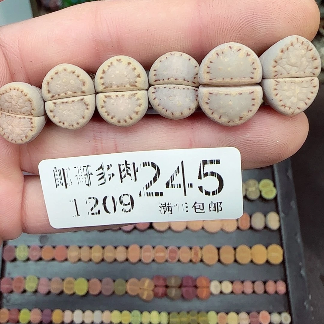 满满18包邮1209-245