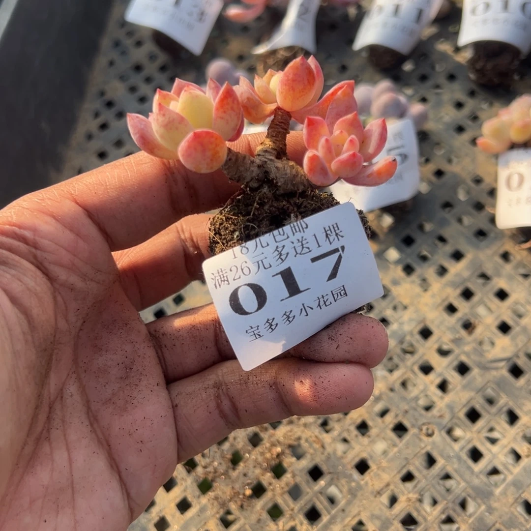 017号小老庄多肉一物一拍