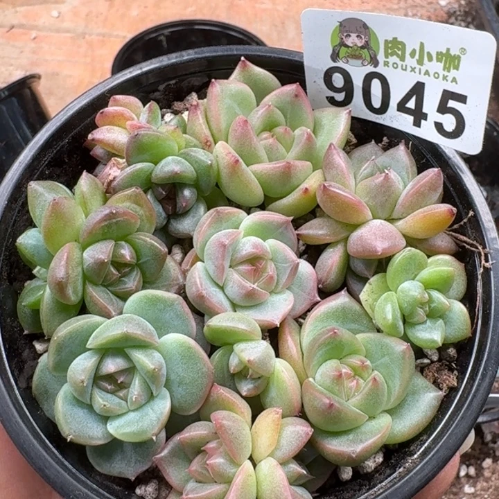 多肉植物多肉植物