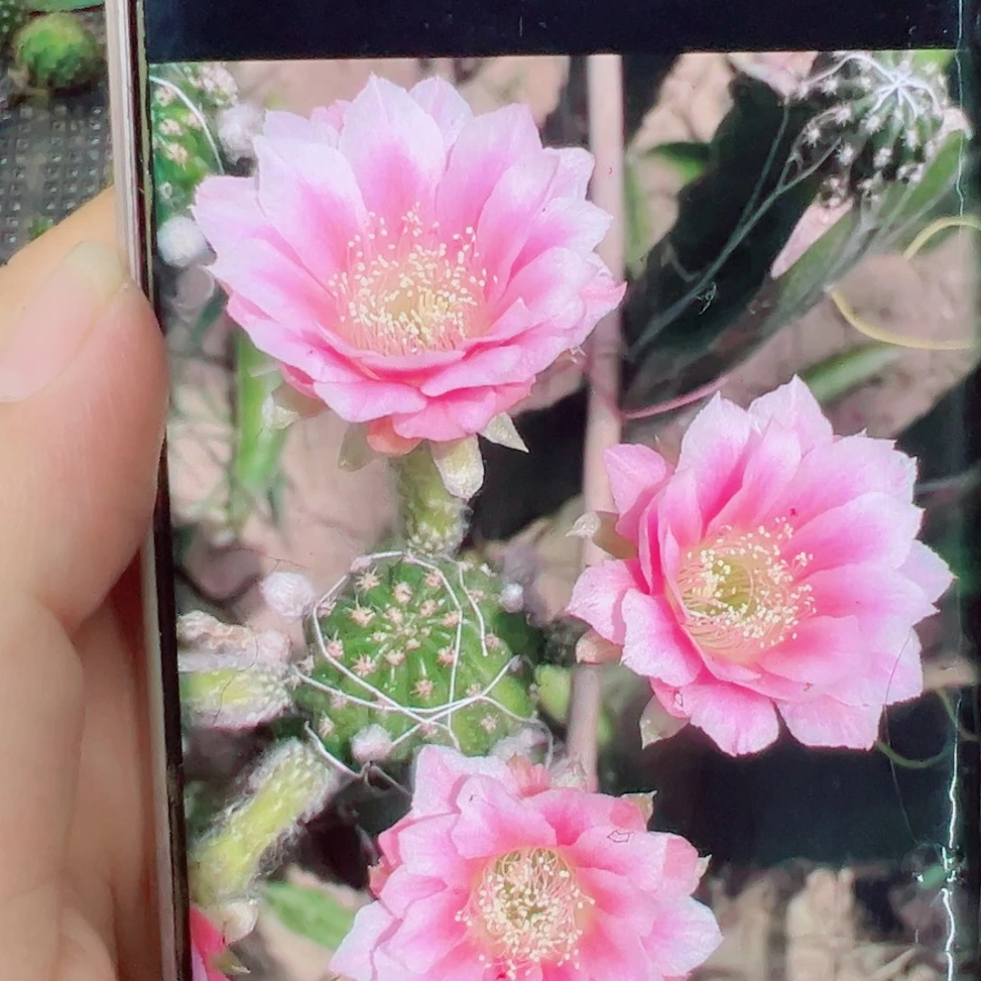 丽花0711侧芽 20 包邮