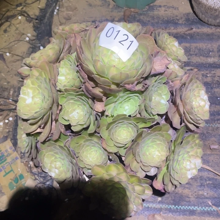 多肉植物法师的121抹茶