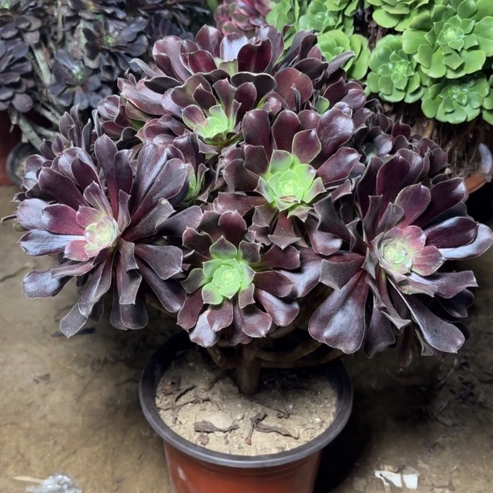 多肉植物法师噢若拉25