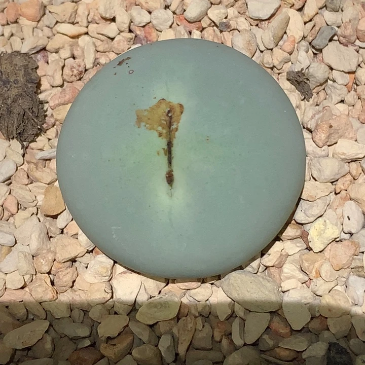 精品多肉植物园艺鸽子蛋3厘米