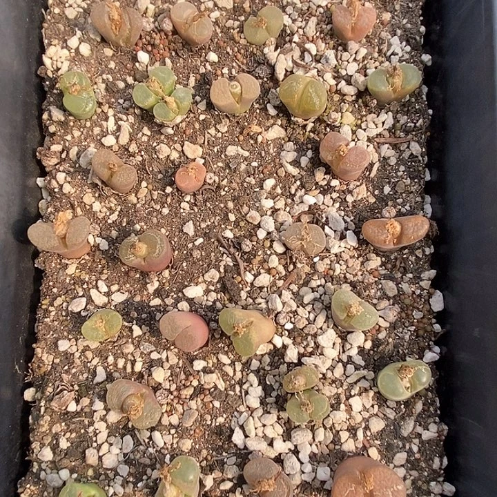 桃喜花园0203-72风铃