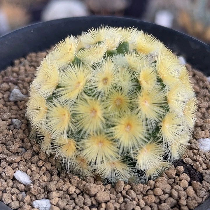 佛头嘉文丸自根少根