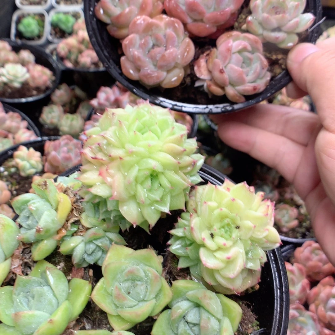 无花朵A176月英语英语英语