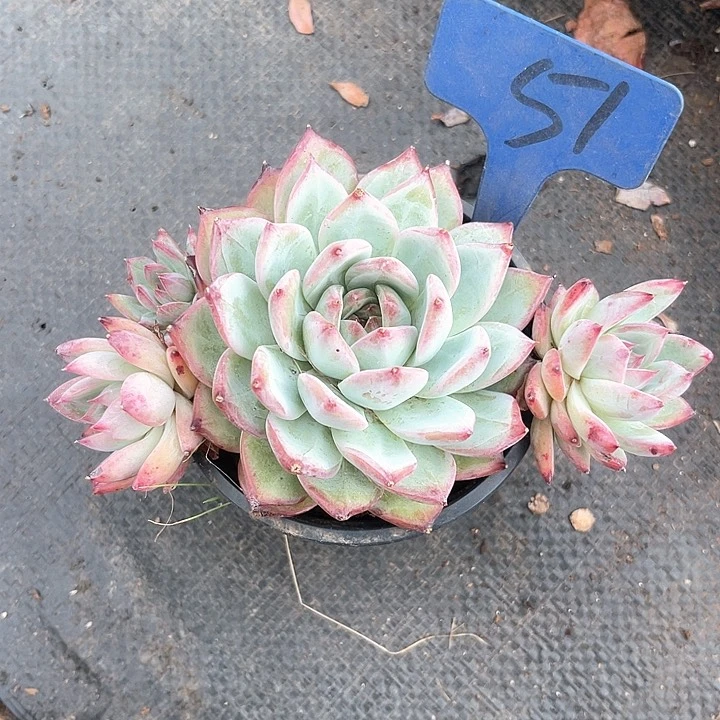 晨语多肉，一物一拍卡系51