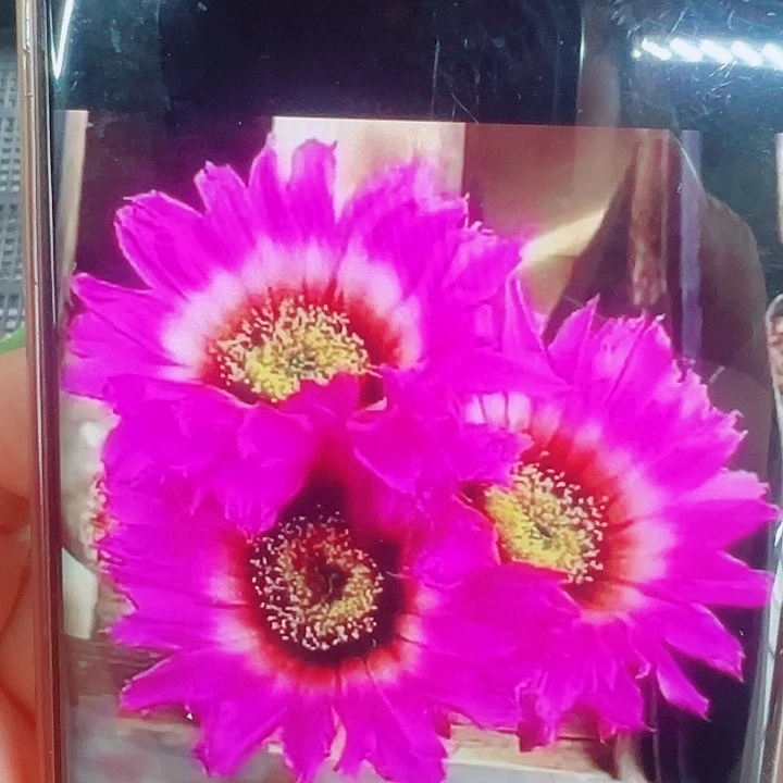 泰迪熊侧芽拍一发二