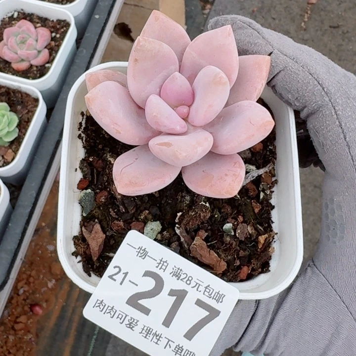 桃霜多肉无盆土发货多肉