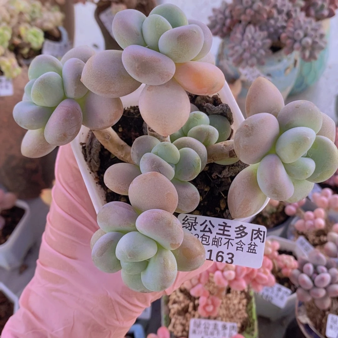 花朵洛神老桩9cm163多肉植物
