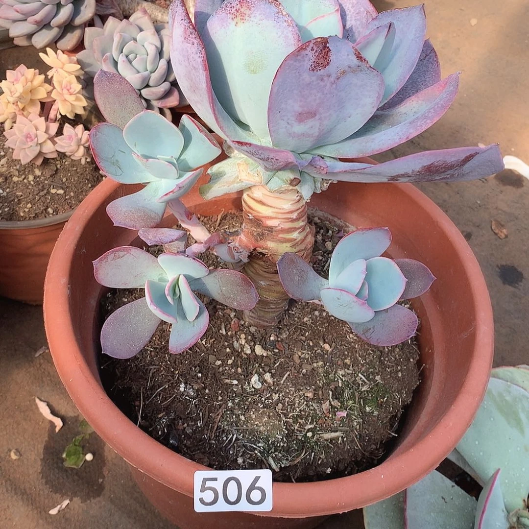 506布鲁克林的蓝一物一拍多肉