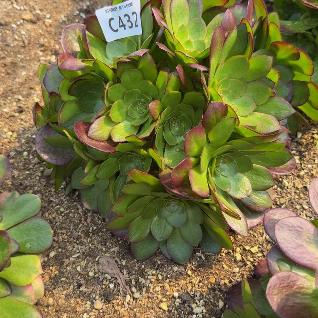 阿****影432雨荷。多肉植物