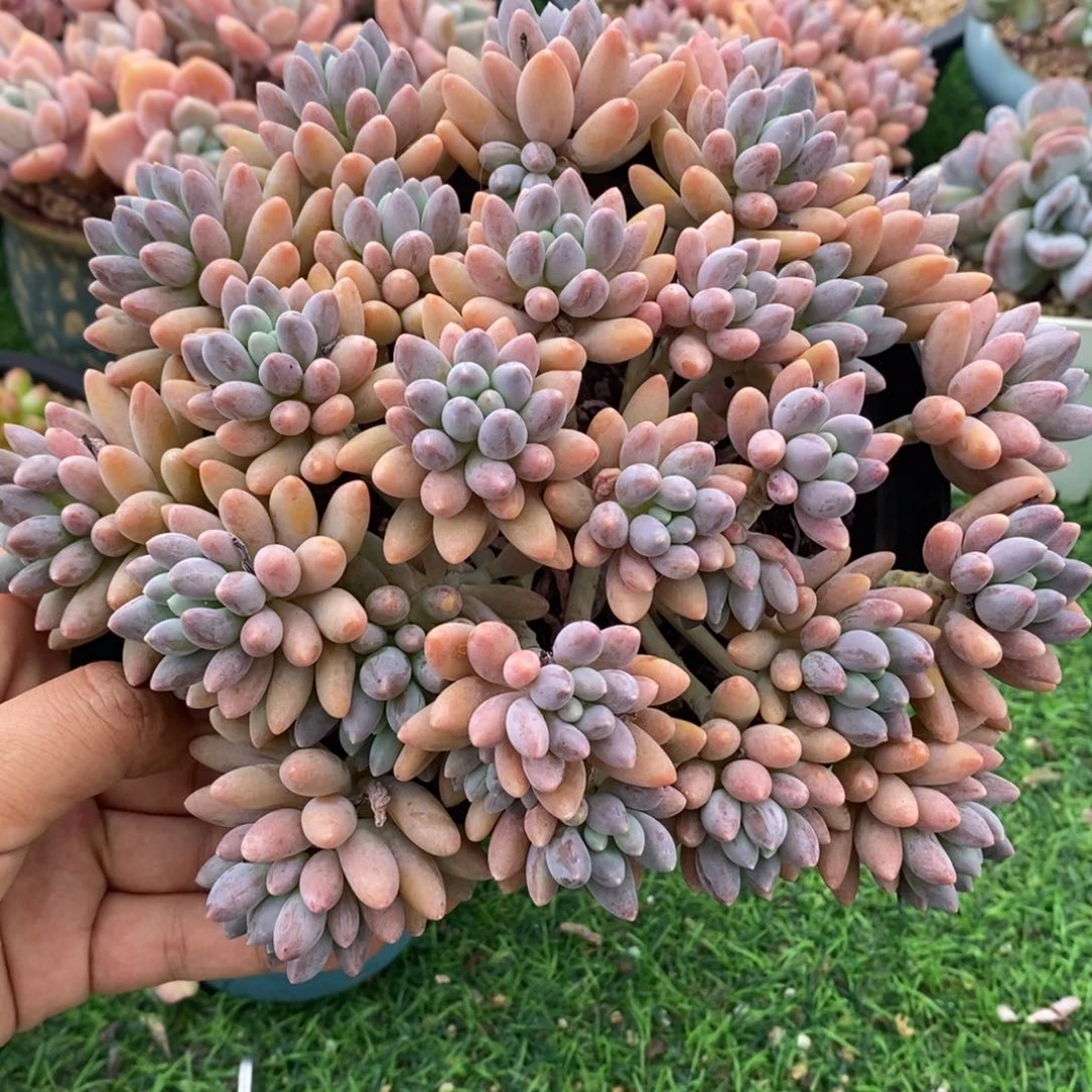 星黛露整桩无砍包邮