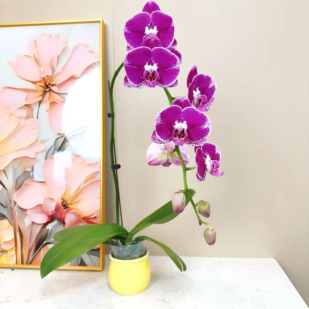 A级【大财主】精品 蝴蝶兰