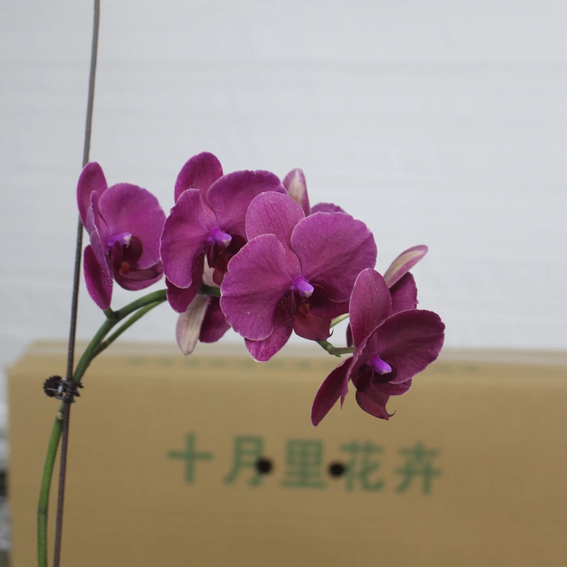 十月里【蒙特勒】安祖原杯 全花发货