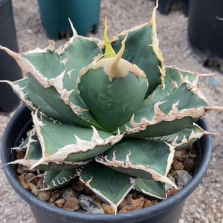 狼人。        一个