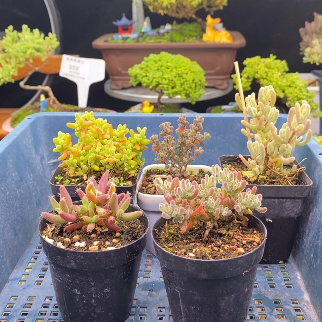 佳***梦162五颗福利。