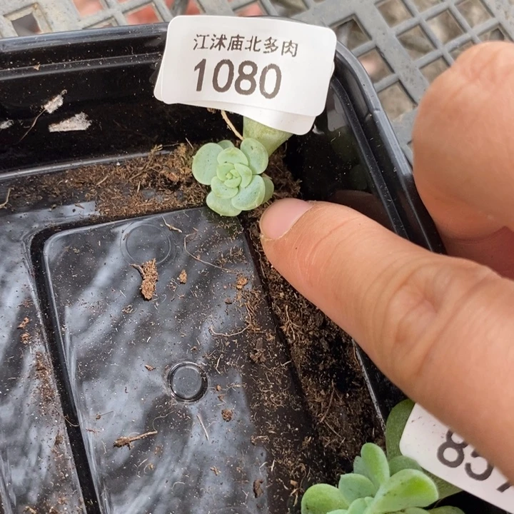 标1080容止一个多肉