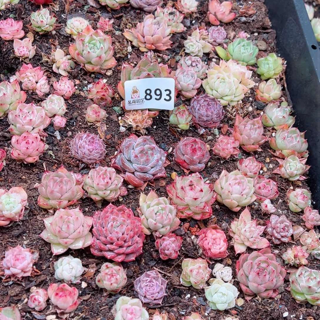 多肉植物多肉植物