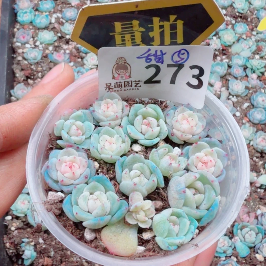 多肉植物多肉植物