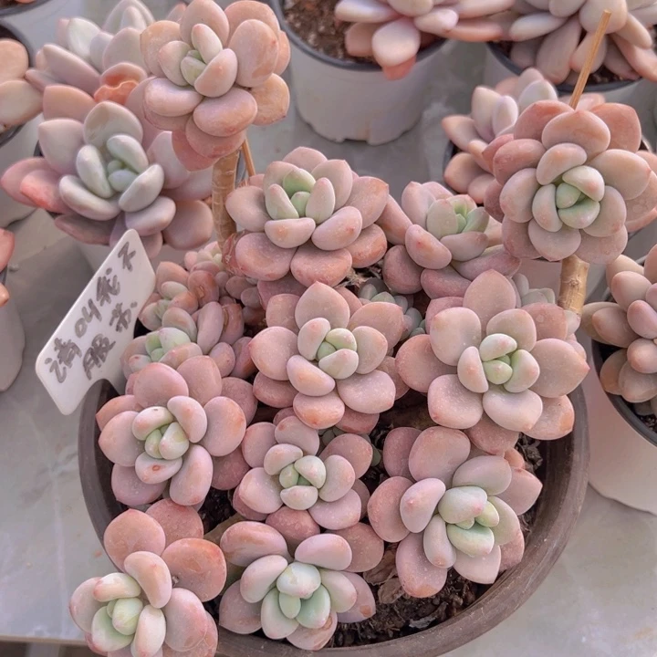 健健康康平平安安