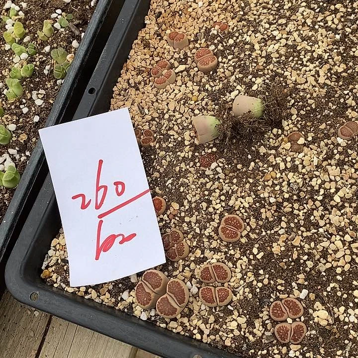 260一组一组稻田菊