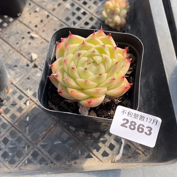 阿雅园艺。      2863