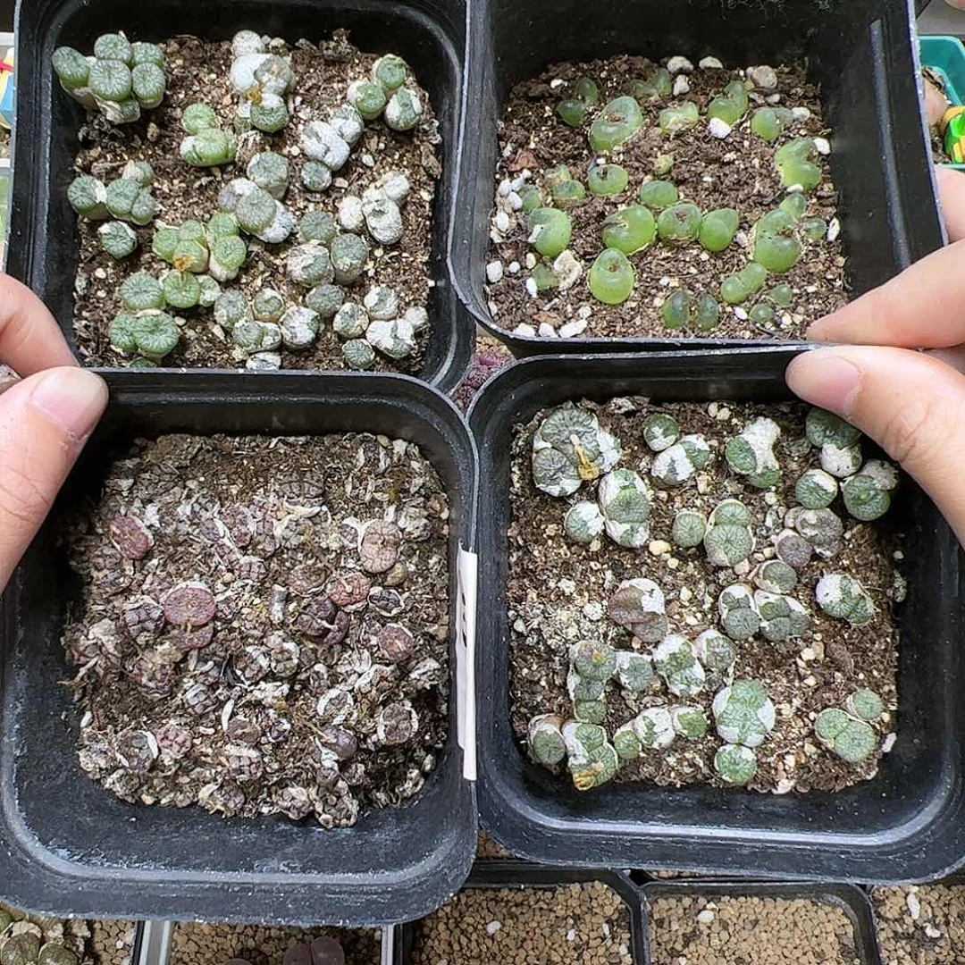【闪购商品】59 開播福利