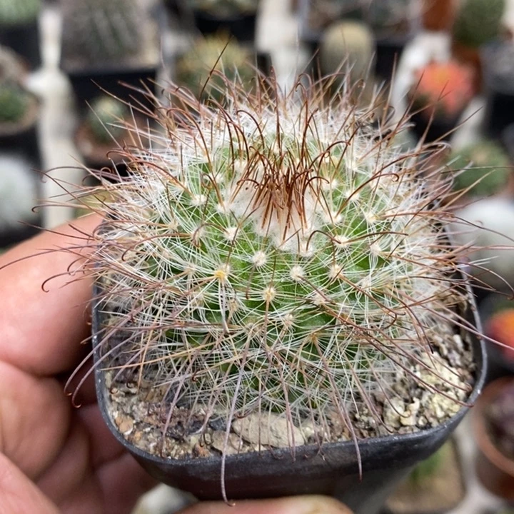 实生非秀玉特价福利