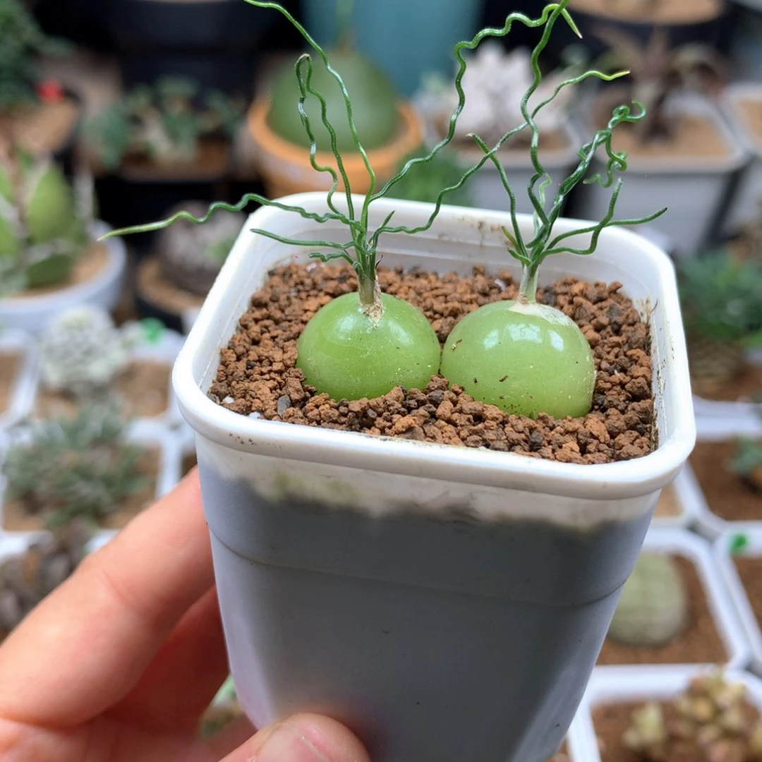 泰迪海葱带盆2颗