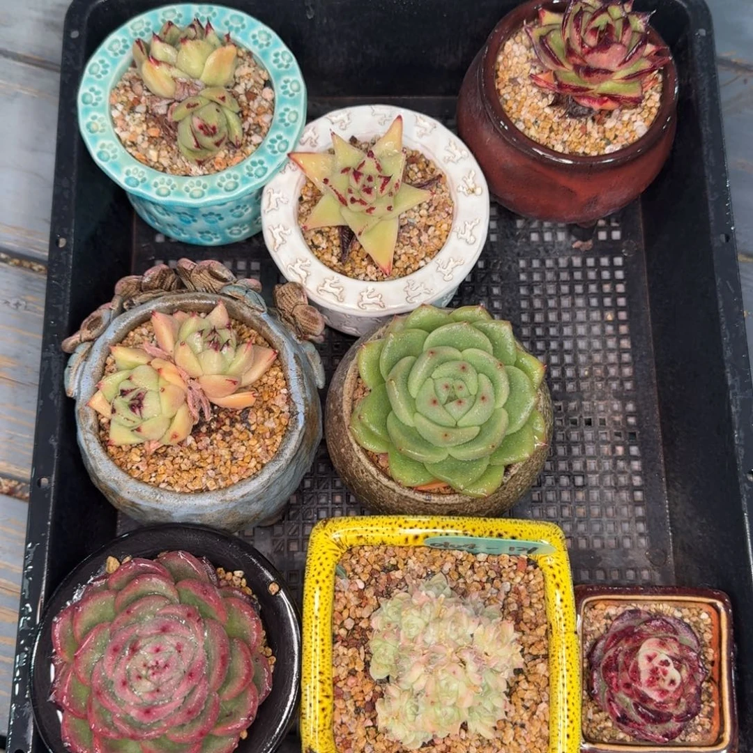 从前慢多肉精选编号0104.121