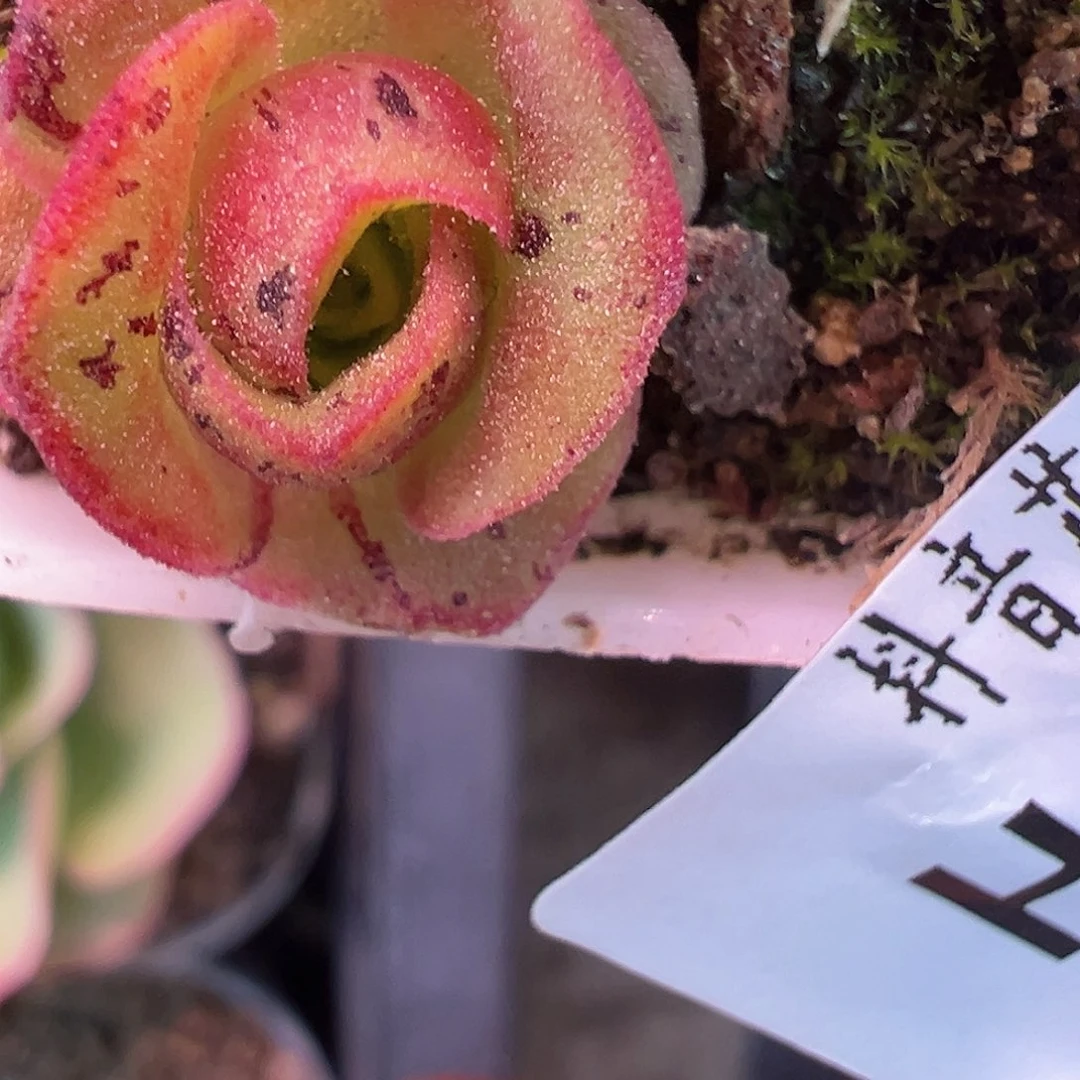 无**.花生 蕾丝mex各种 010