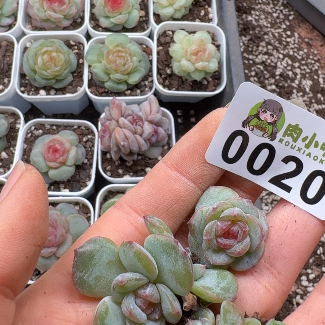 嘉***多肉植物多肉植物