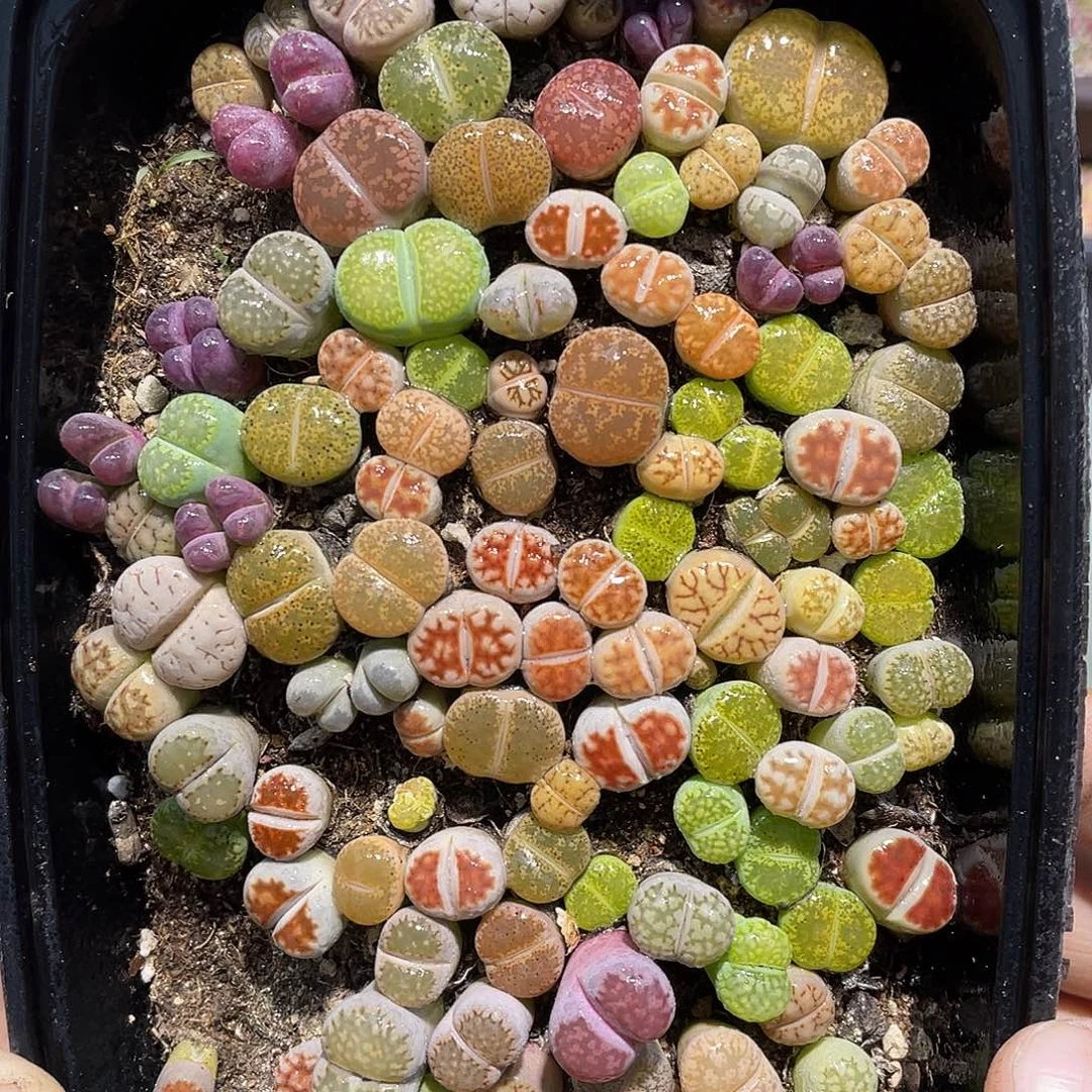 378当天凑满十八元包邮生石花