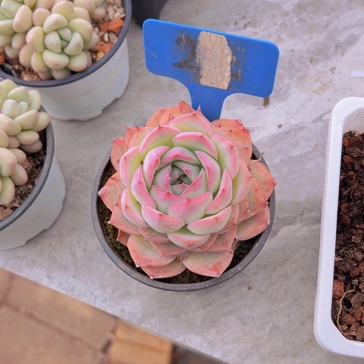 健健康康平平安安