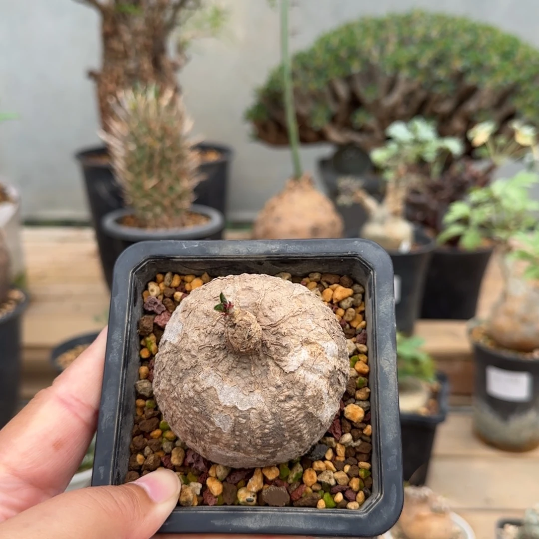 612卵叶腺蔓块根植物