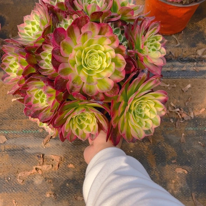 05海王法师多肉断枝不售后