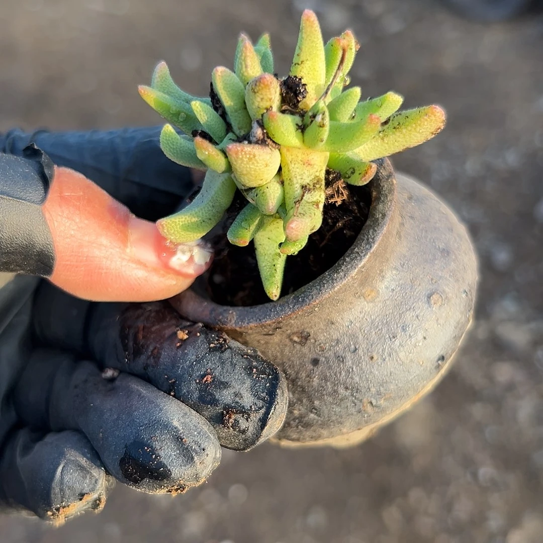 多肉植物小墨斗群