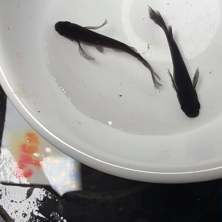 青鳉鱼91号拍品长鳍大蛇