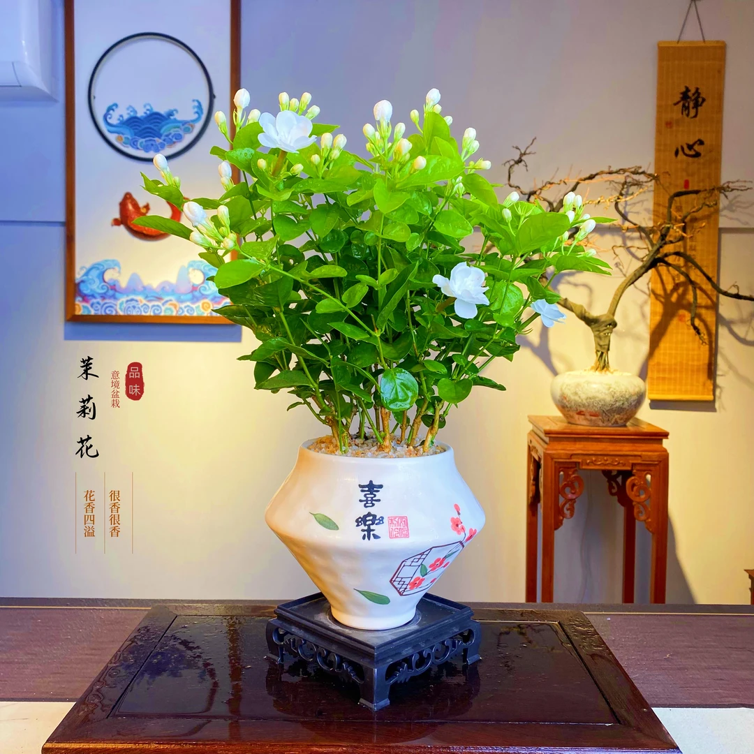 重瓣香水茉莉花盆栽绿植室内客厅书房办公室茶桌四季好养美观装饰