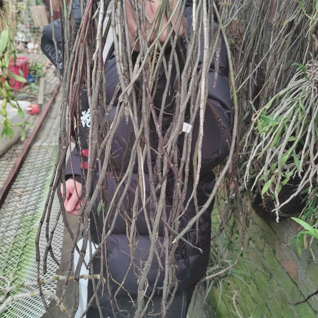 土****️383紫皮花卉植物花卉